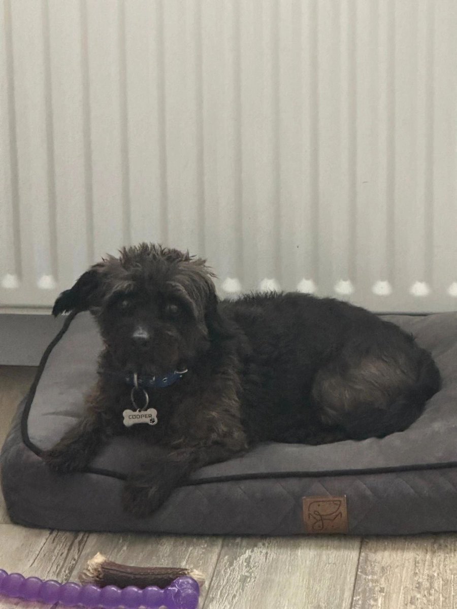 Blessed by this gorgeous soul. He’s called Cooper and he’s available for a new home. Good with other dogs, he thinks they are all his friend. Scotland based. Please share, details here help2rehome.com 🐶 🏠