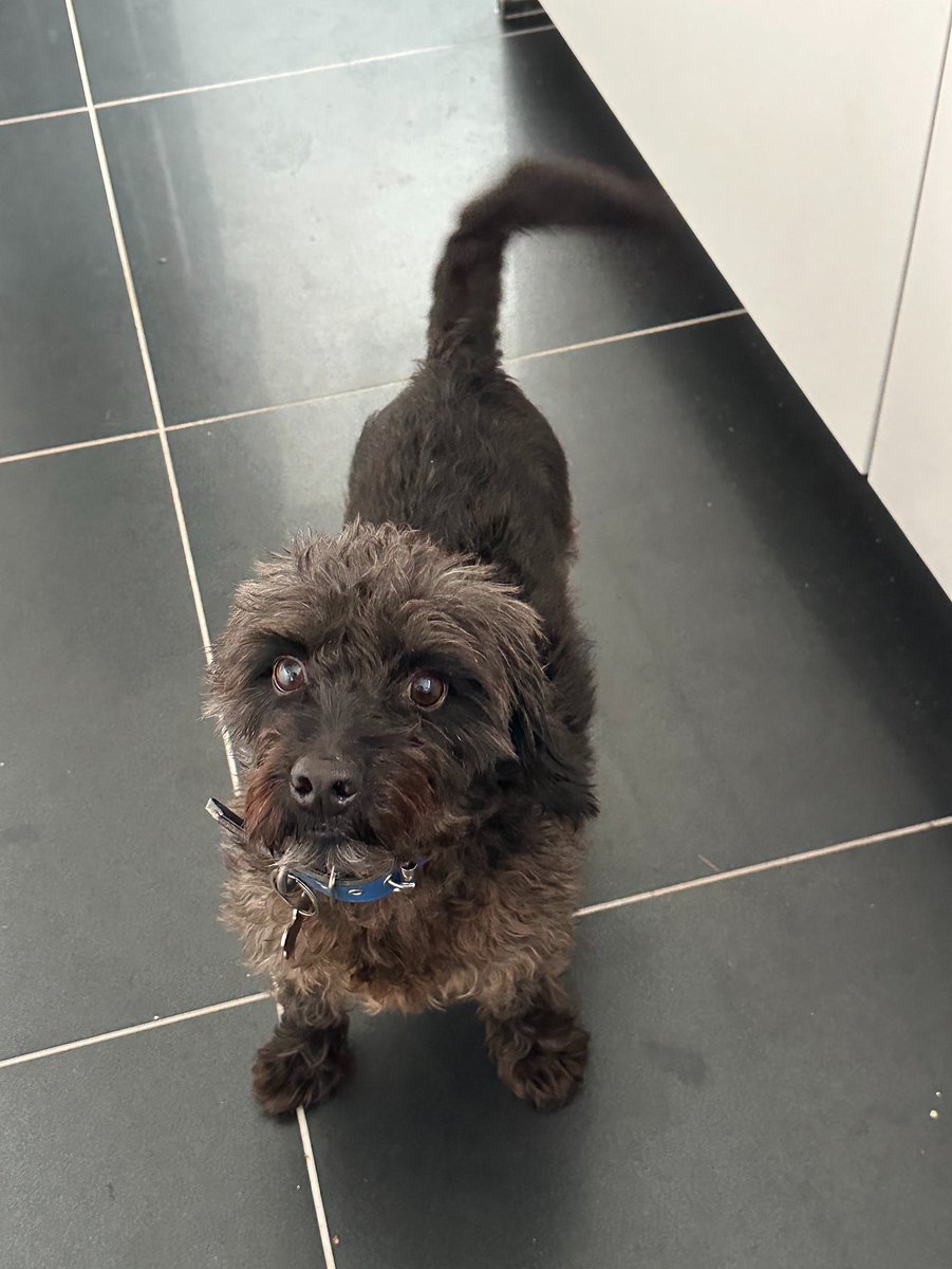 H2RScotland's tweet photo. Blessed by this gorgeous soul. He’s called Cooper and he’s available for a new home. Good with other dogs, he thinks they are all his friend. Scotland based. Please share, details here https://t.co/z58vVVCHk8 🐶 🏠 https://t.co/8ixF5Zz6D1