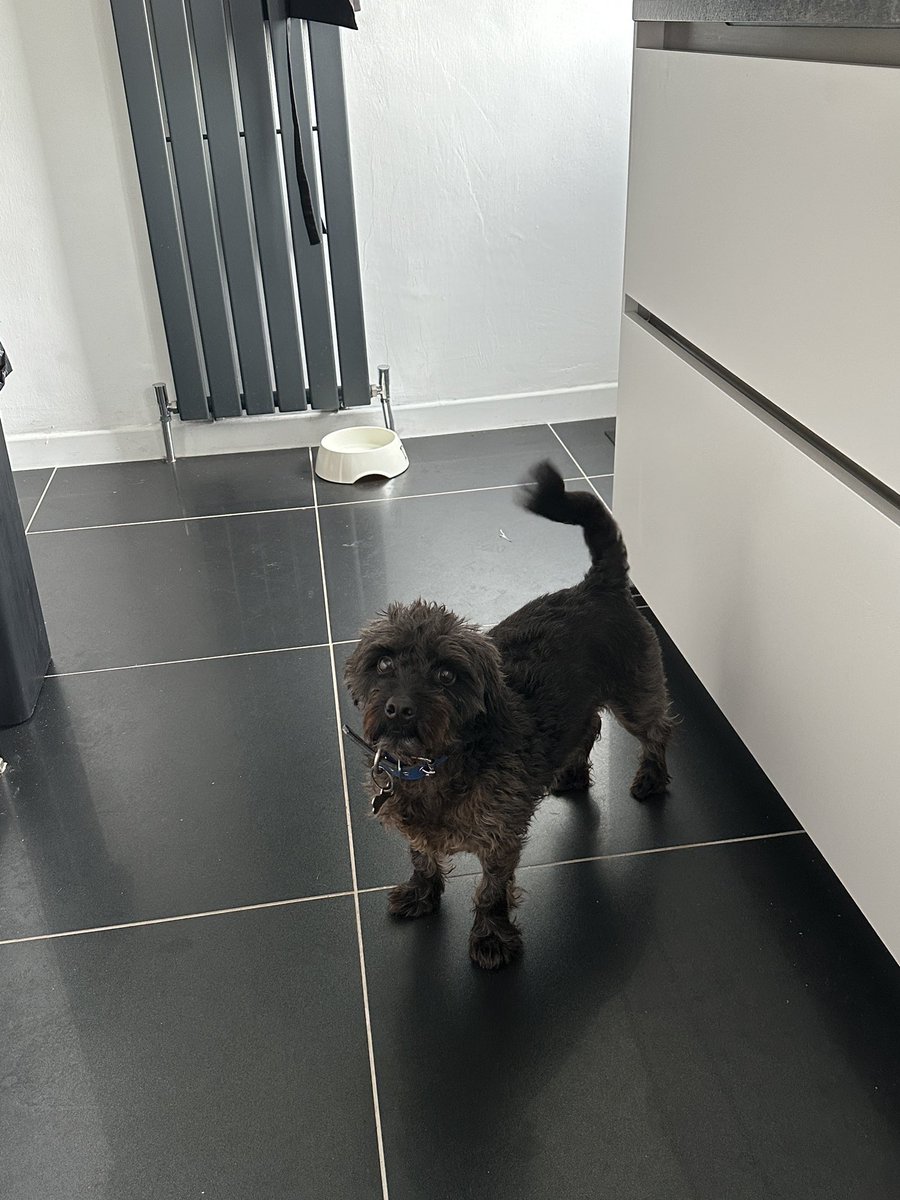 H2RScotland's tweet photo. Blessed by this gorgeous soul. He’s called Cooper and he’s available for a new home. Good with other dogs, he thinks they are all his friend. Scotland based. Please share, details here https://t.co/z58vVVCHk8 🐶 🏠 https://t.co/8ixF5Zz6D1