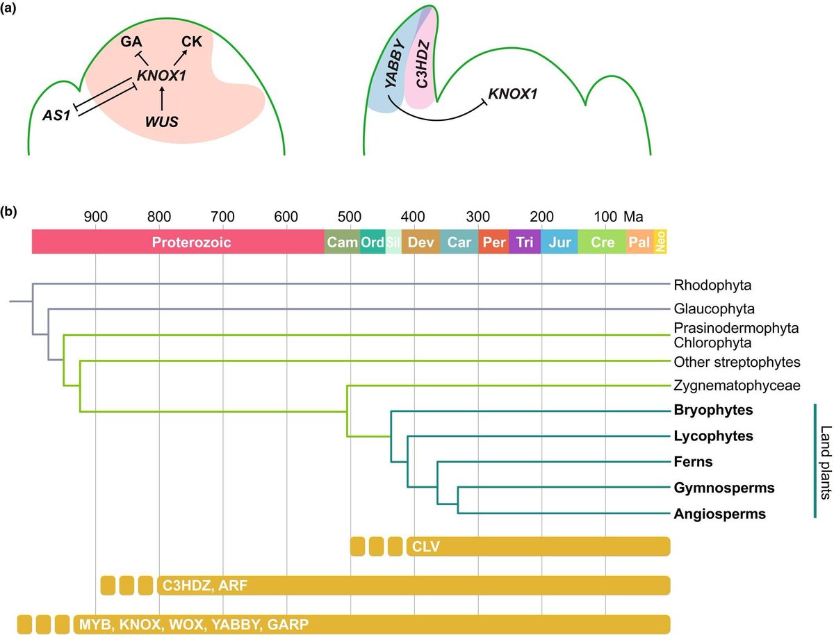 NewPhyt's tweet image. #Leaf #evolution: integrating #phylogenetics, developmental dynamics, and genetic insights across #land #plants

📖  buff.ly/rhBlpc6
#TansleyReview by Hokuto Nakayaman and Neelima R. Sinha

@WileyPlantSci #PlantScience