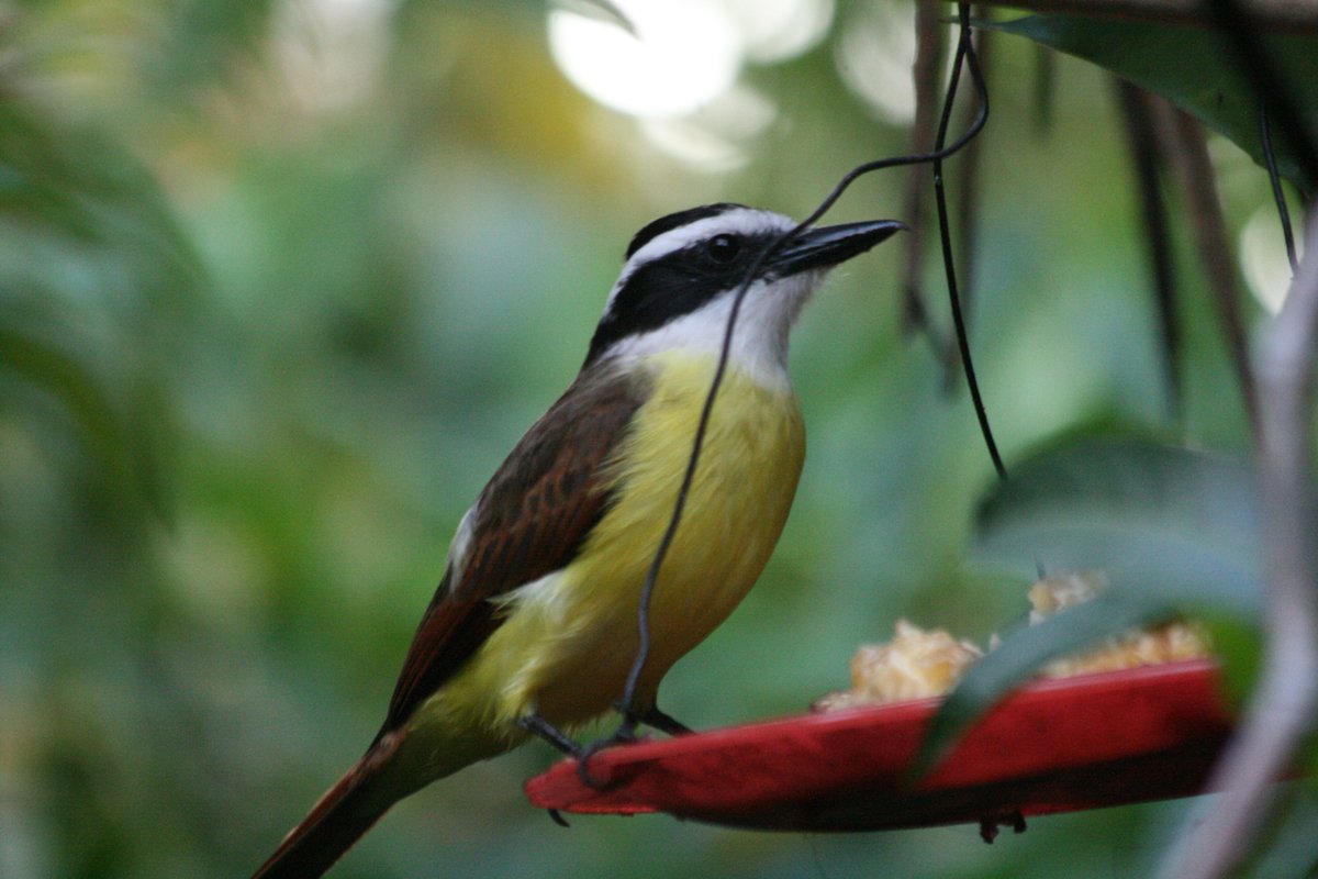 Walks_with_Sam's tweet image. Great Kiskadee, B&B CHR, San Jose, Cost Rica, January '10