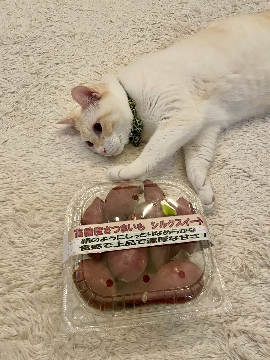 とある猫様せんよう Amazon.co.jp: 猫様とゆとりある日々を : 小言をいう猫: 本