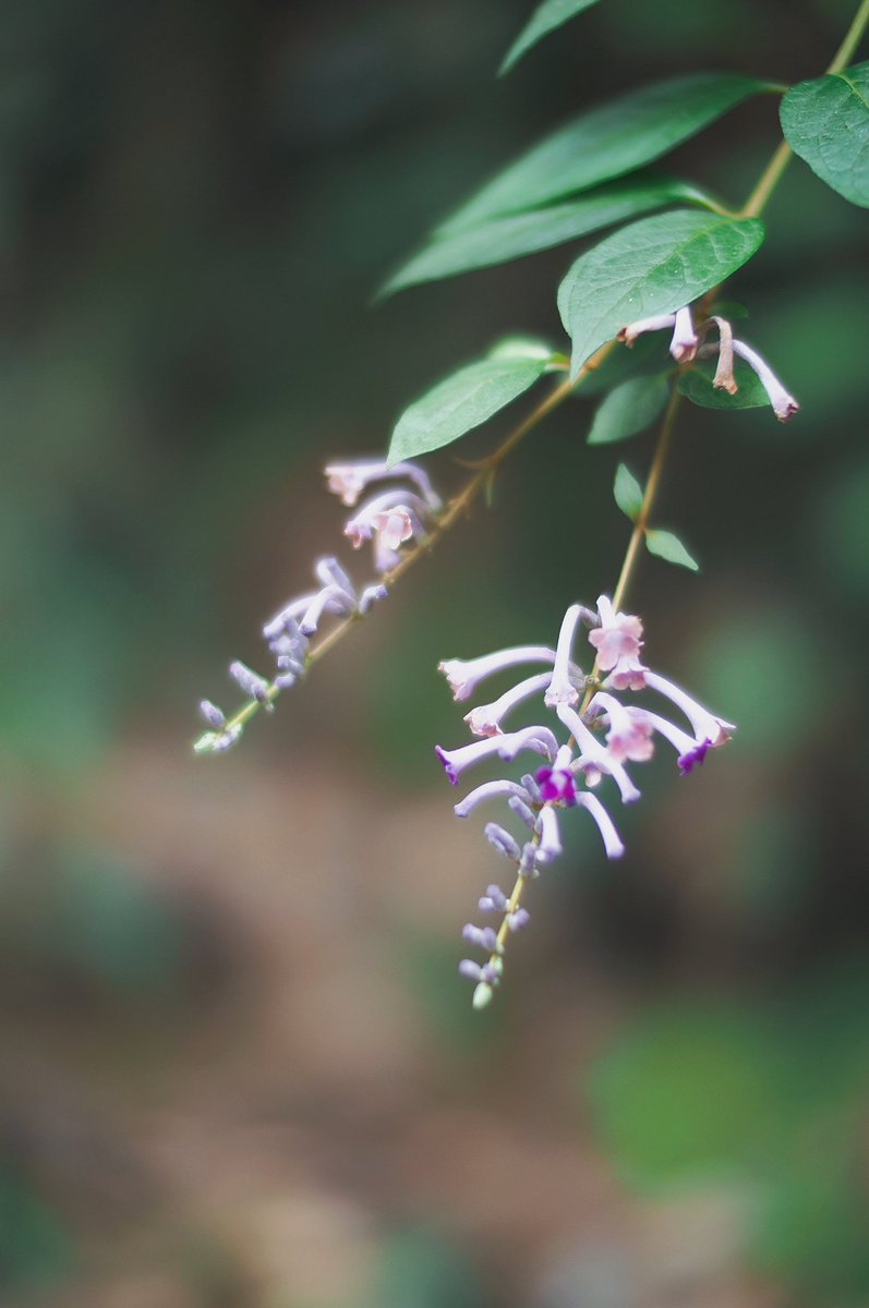 snpub156928's tweet image. 绿意盎然
#followback
#followme
#follow4follow
#互fo
#相互フォロー