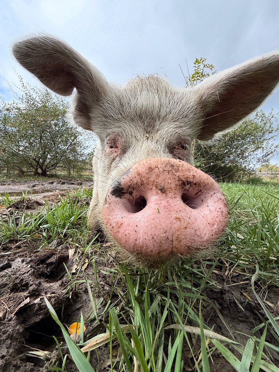 Barn Sanctuary tweet media