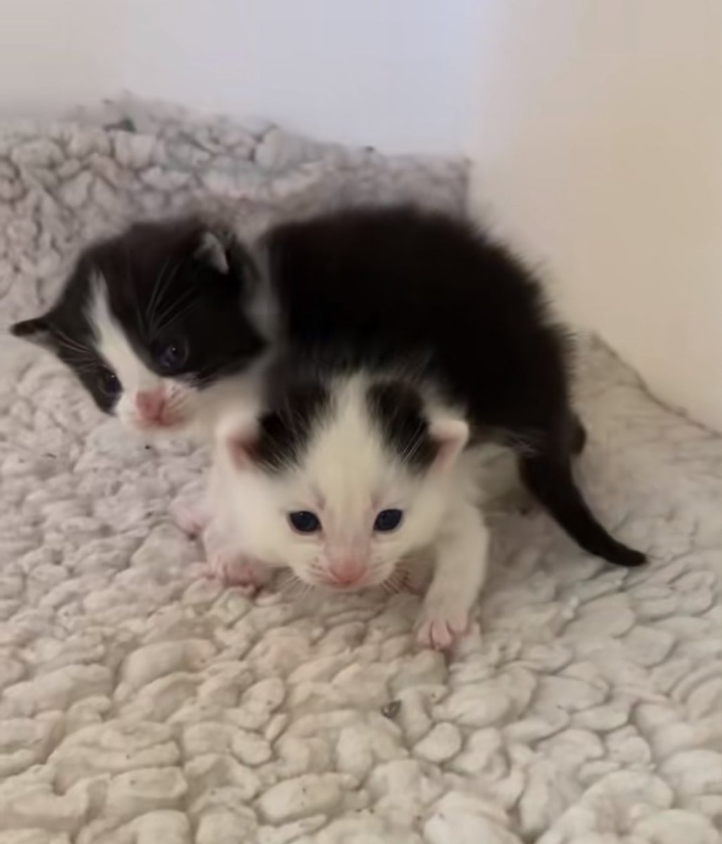 The pets only 🐾 (@thepetsonly) on Twitter photo 