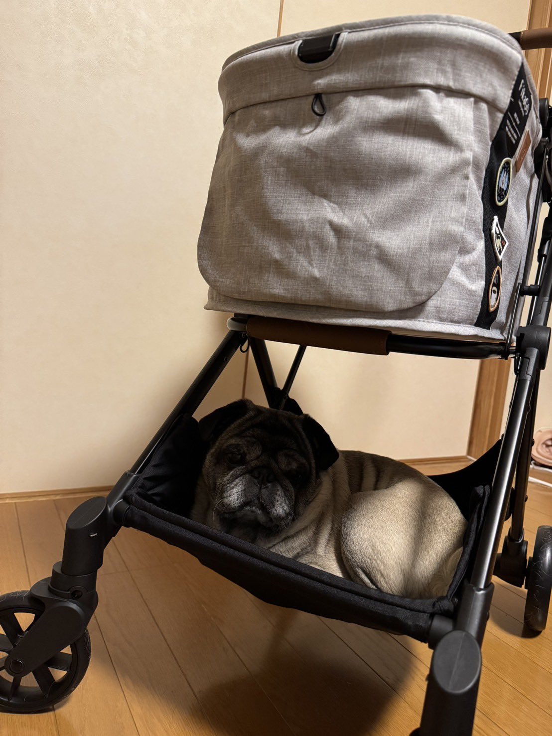 くうちゃん様用•*¨*•.¸♬︎ TSUKUYOMI LED 10W あかだまちゃんモデル