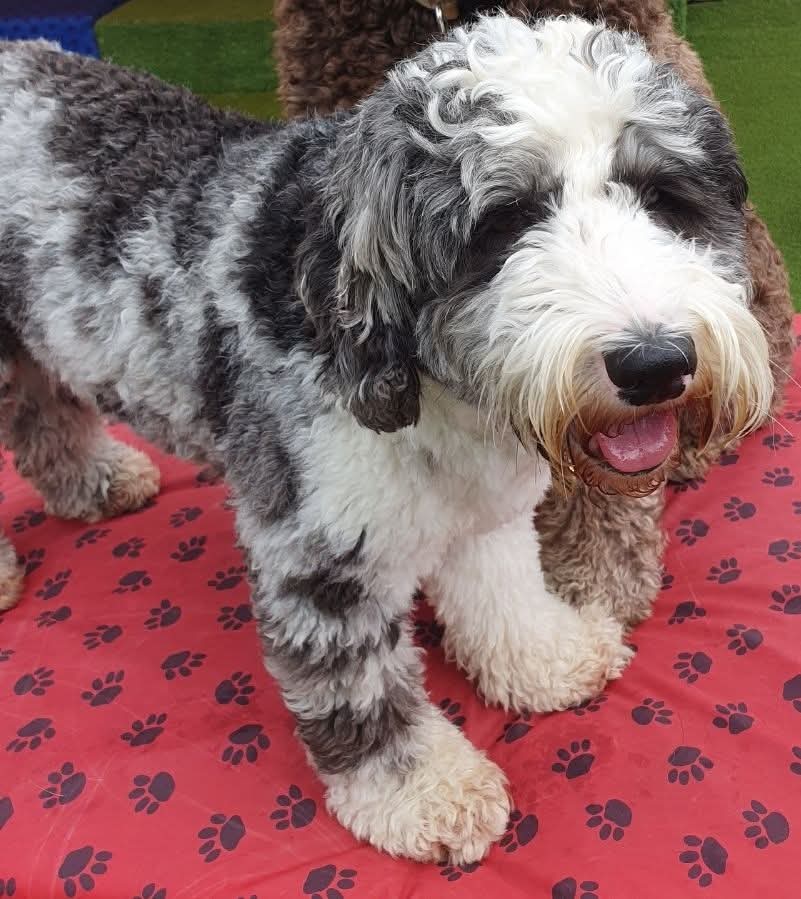 MissingPetsGB's tweet photo. SASHA is still missing. Please check Ring door bell footage, CCTV &amp; dash cams for sightings of her straying in #AUDENSHAW &amp; over a much WIDER area of #Manchester.
She is likely moving at night during the darkness or at dawn &amp; dusk.
If you see her, please call asap #stolendoghour https://t.co/3vKovb6x0s