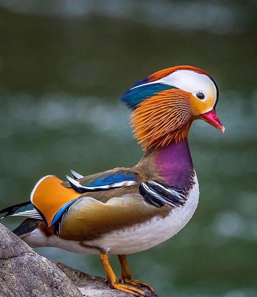 Mubeen Malik (@mubeenmali38472) on Twitter photo 