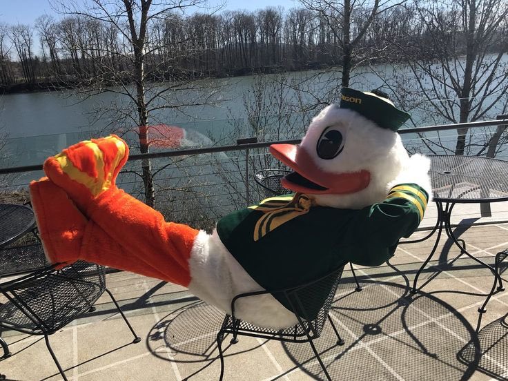 goducksgirl's tweet image. That 5-0 feeling on a no stress bye weekend. #GoDucks 🦆🏈