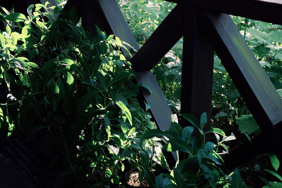 カメラ活動1020日目

隠れてるつもりでもバレてる。
光があたれば影ができる。

LUMIX S5
S24-105