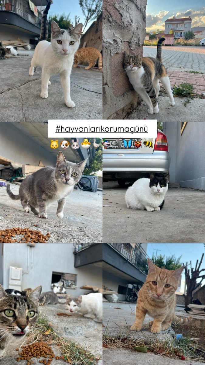 Onlar bize emanet🌸#4EkimHayvanlarıKorumaGünü 
#HayvanlarıKorumaGünü