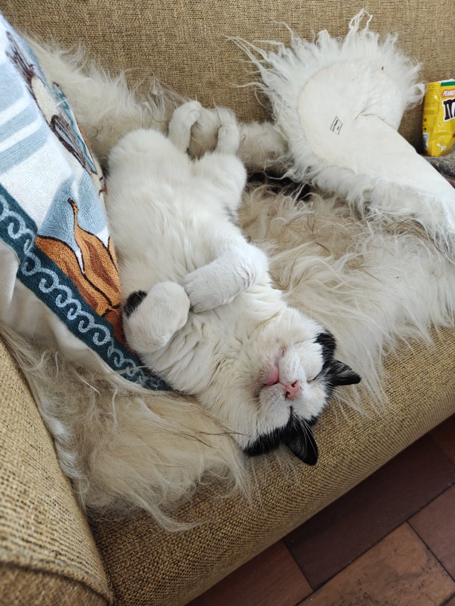 Helemaal zen #CatsOnTwitter