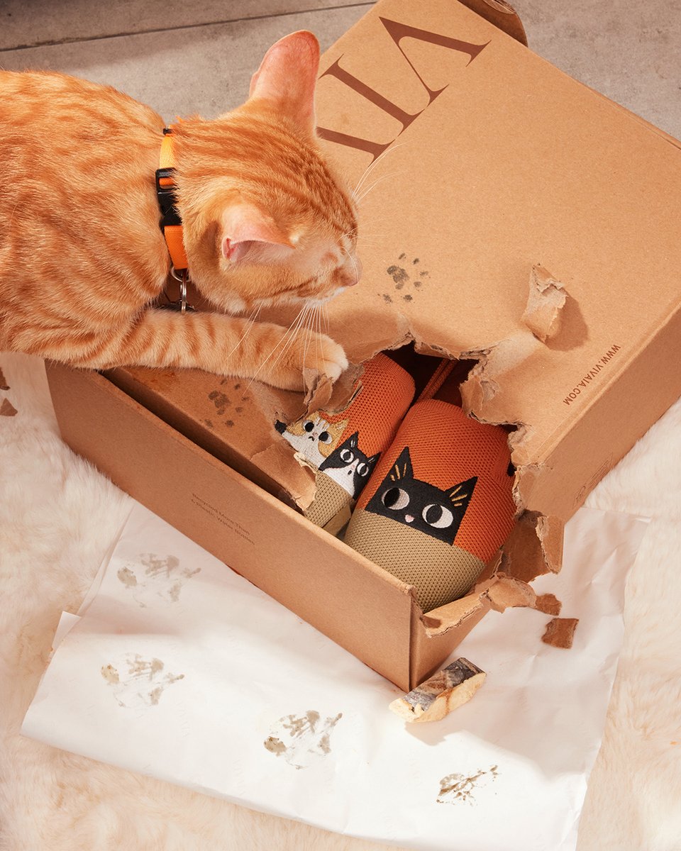 vivaia_official's tweet image. Looks like my cat found some new playmates, or secretly wants to steal my shoes.😼👟

reurl.cc/EQdG00

#VIVAIA #VIVAIAAudrey #Pawrent #ShoeTheftAlert