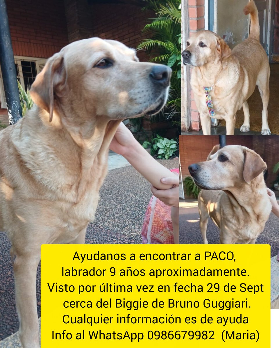 Migrava09's tweet photo. Ayudanos a encontrar a PACO, labrador 9 años aproximadamente.
Visto por última vez en fecha 29 de Septiembre cerca del Biggie de Bruno Guggiari.
Cualquier información es de ayuda Info al WhatsApp 0986679982  (Maria)
#diadelanimal #perrosperdidos
#perritos #mascotas #perrhijo https://t.co/5YNxgVSV42