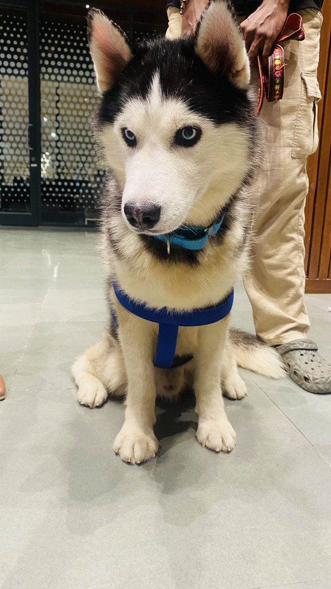 kumarmanish9's tweet photo. Meet Snow 🐾
Snow, a beautiful Husky, was sadly abandoned when his previous family couldn’t continue caring for him.

Despite everything, he remains the sweetest boy, gentle, obedient, and incredibly friendly with both kids and the elderly. ❤️

He’s been lovingly trained and cared for by @99Barkville , an NGO that supports abandoned pet dogs.

Snow is ready for a new beginning, a home filled with love, care, and companionship.

📩 If you’d like to adopt him or know someone who would, please DM me.

#Ahmedabad