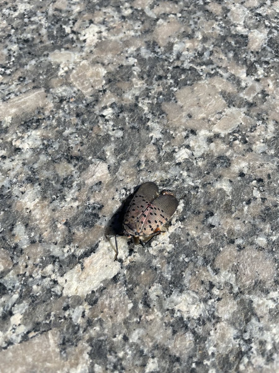 ZSandmann's tweet photo. Ugggg… a spotted lantern fly at Rock City in Georgia. https://t.co/X3uFX7B8fe