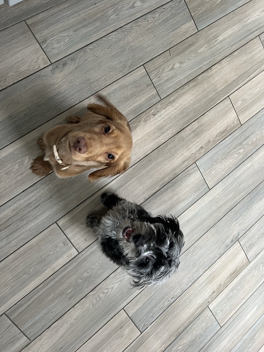 Puppy cousins, Baxter and Oakley