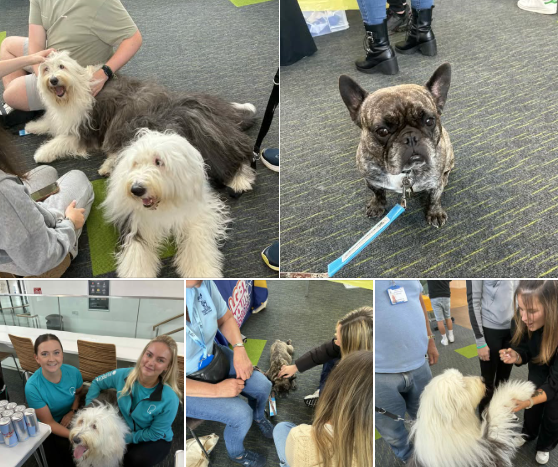 In North Lanarkshire 𝐓𝐡𝐞𝐫𝐚𝐩𝐞𝐭𝐬 𝐓𝐢𝐚, 𝐙𝐚𝐜 &amp; 𝐁𝐞𝐬𝐬𝐢𝐞 visited 𝐍𝐞𝐰 𝐂𝐨𝐥𝐥𝐞𝐠𝐞 𝐍𝐨𝐫𝐭𝐡 𝐋𝐚𝐧𝐚𝐫𝐤𝐬𝐡𝐢𝐫𝐞 4 the 1st of 3 Passport to Health events - 🐾🎓🐾
<a href="/ncanarkshire/">Newcollegelanarkshire</a>  <a href="/TherapetC/">@Therapet-CCST</a> <a href="/CanineConcern/">CanineConcernTrust</a>  <a href="/EducationScot/">Education Scotland</a> <a href="/volunteerscot/">Volunteer Scot</a> 
therapet.org.uk