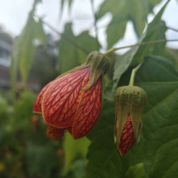 PaddockPlants's tweet photo. Abutilon Orange Vein looking rather dark and brooding on a dingy autumnal day. #abutilon #abutilons #autumn
https://t.co/HaRooTtian https://t.co/EhqeGcIGdm