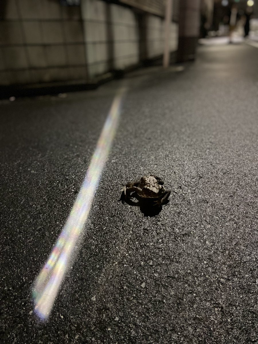 【閲覧注意🐸】

久々に吃驚しました。

最近の専らの学習法は、『漢検プリント読みながら夜散歩』なんですけど

鬼でかカエルに遭遇しました🐸

ちょうど蟇蛙を読んでたとこだったので何かの暗示ですかね。

これ、何カエルかわかります？

#漢検