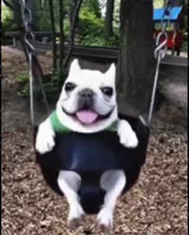 Pibble holding this level beautifully. The only way is up 🚀