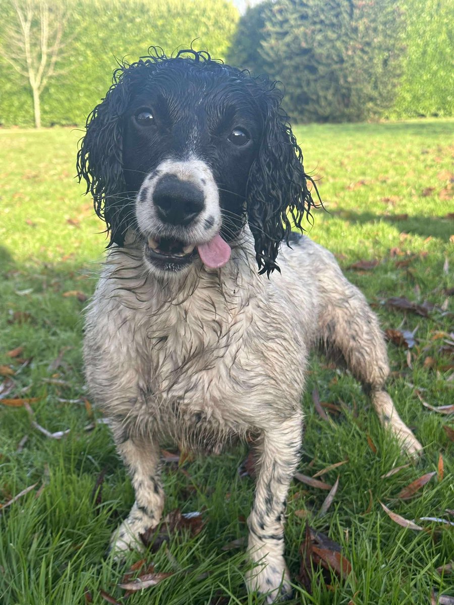 MissingPetsGB's tweet image. 🐕 CRUZ #missing from West Walton #Wisbech #Norfolk #PE14 since 2 Oct 2025

He went missing from home when a gate was left open and two dogs got out when let out for toilet. The other one was found at neighbours but Cruz has not been seen or found.