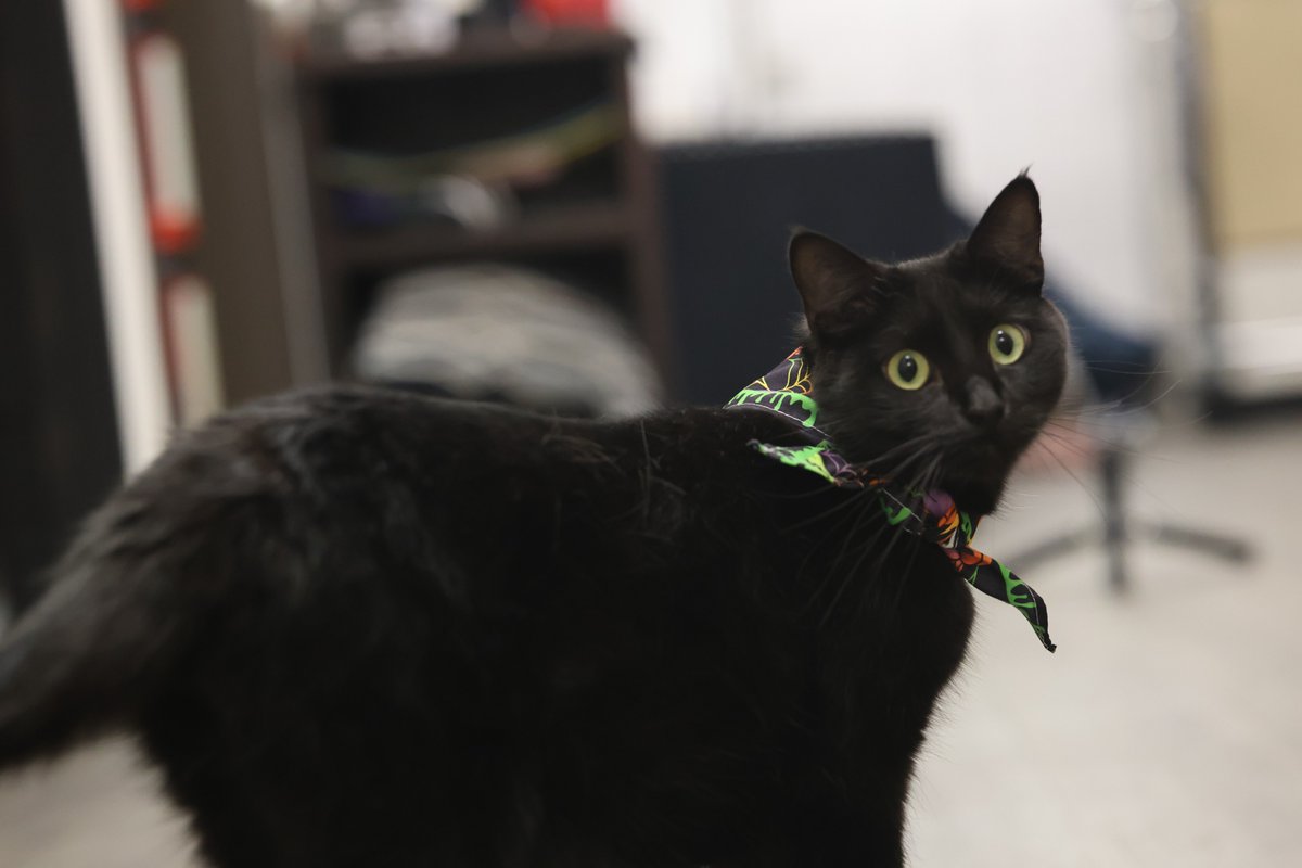 EntFabLLC's tweet photo. It's finally October y'all! that means skillet gets to embrace full spooky season vibes... Happy #Caturday ! https://t.co/UxNXcyOp72