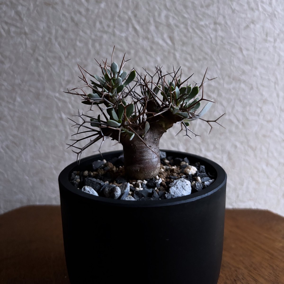 thee_zoe's tweet photo. Instagramで四国の植物イベントの情報を載せたりしています🌵
https://t.co/W5h3SEunAm

#多肉植物
#珍奇植物
#塊根植物
#多肉植物好き
#サボテン好き
#ユーフォルビア好き
#珍奇植物好き
#塊根植物好き
#植物イベント
#高知イベント
#香川イベント
#愛媛イベント
#徳島イベント https://t.co/hbe5XnEzbx