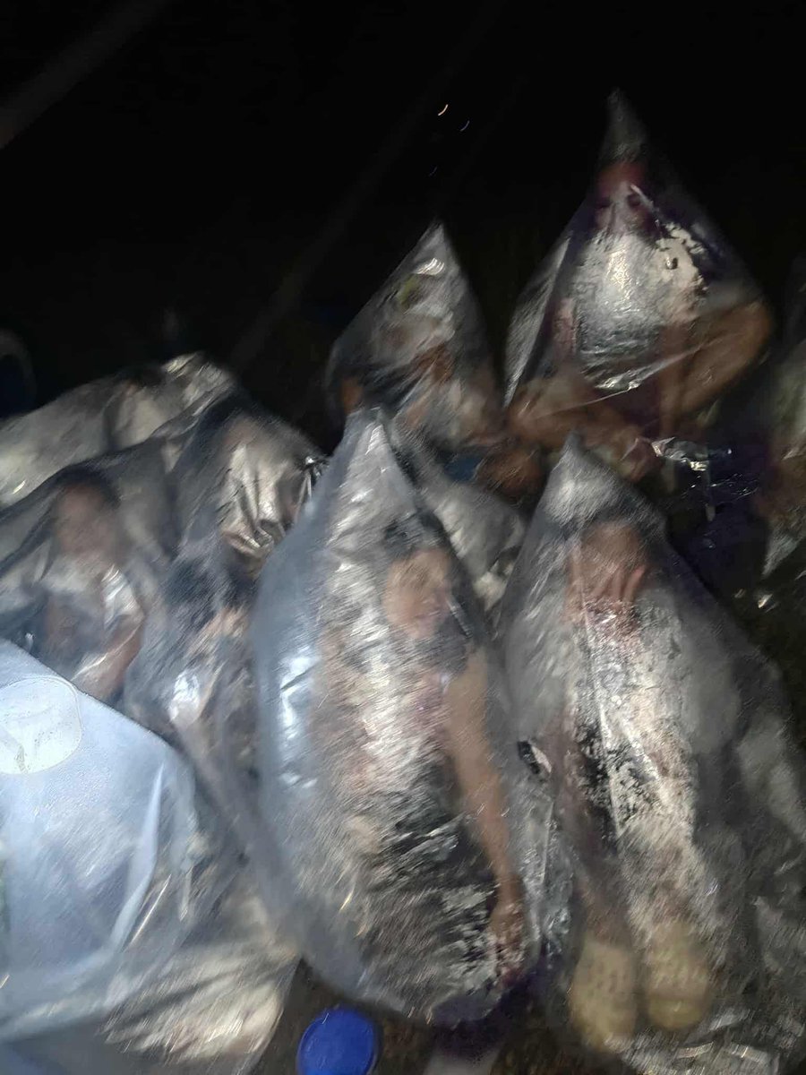 manilabulletin's tweet photo. LET'S PRAY FOR OUR KABABAYANS 

LOOK: Residents of Pandan Mahawak, Medellin, northern Cebu, are sleeping under plastic sheets due to a lack of tents and proper evacuation areas. 

In a post shared by Arg De Real last Oct. 1, affected individuals can be seen staying outdoors with plastic sheets covering their bodies for shelter on a rainy night following the September 30 earthquake as they remain outside their homes for safety. 

📸Arg De Real