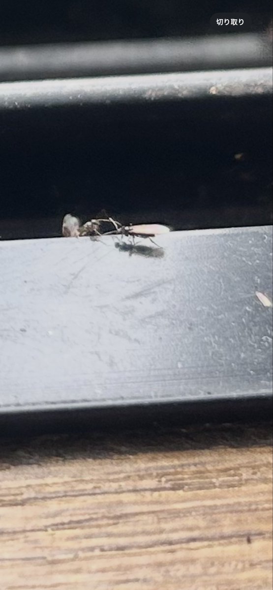 これって羽アリ？ヤバ😨