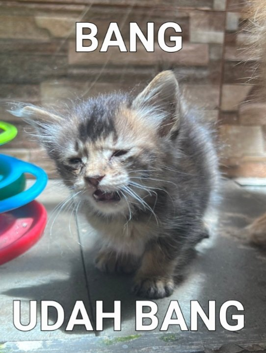 herbittergrace's tweet image. ㅤㅤㅤ𝑩𝑨𝑵𝑮 UDAH BAAAAAAAAANG.