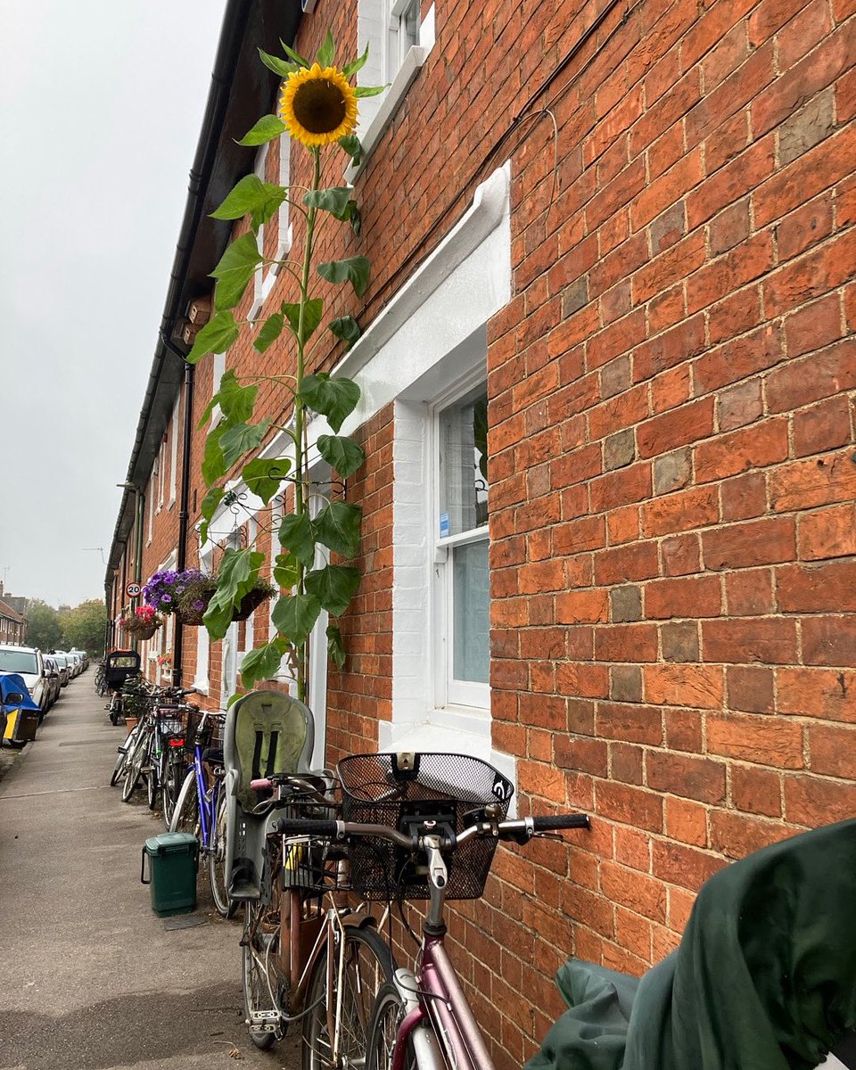 mhauser_author's tweet image. Look up. 🌻