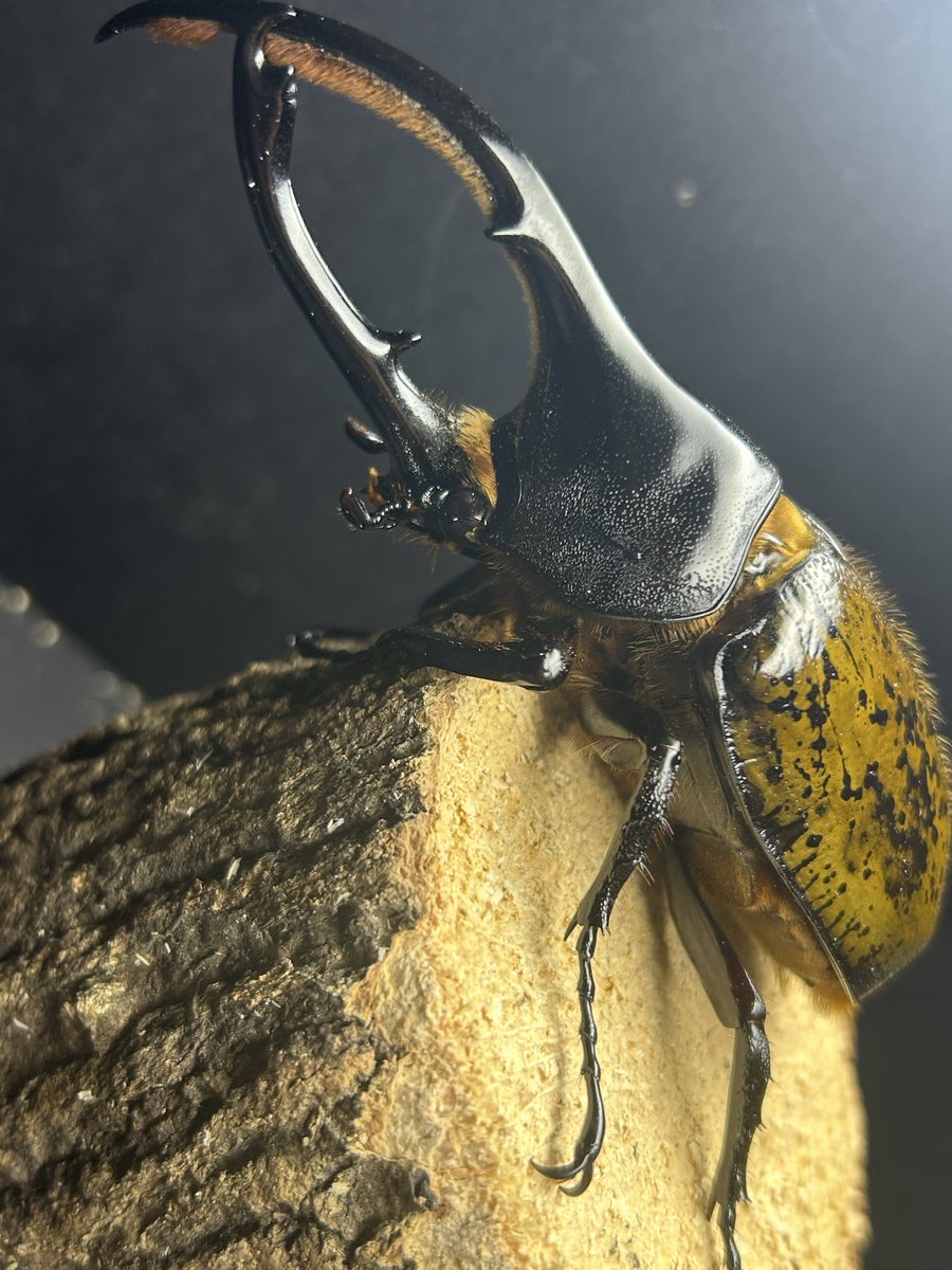 うろの周りウロウロ (@LyhvXfk) / Posts / X