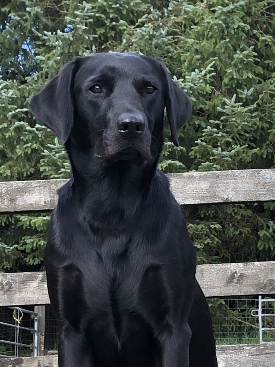 MissingPetsGB's tweet image. 🐕 CHYULU was lost in Stone Lodge #Minehead #Somerset #TA24 near Wheddon Cross 

Very friendly, biddable black Labrador missing since 10am Friday 3rd October. Ran out of garden onto adjoining farmland, normally returns to call but hasn't returned.