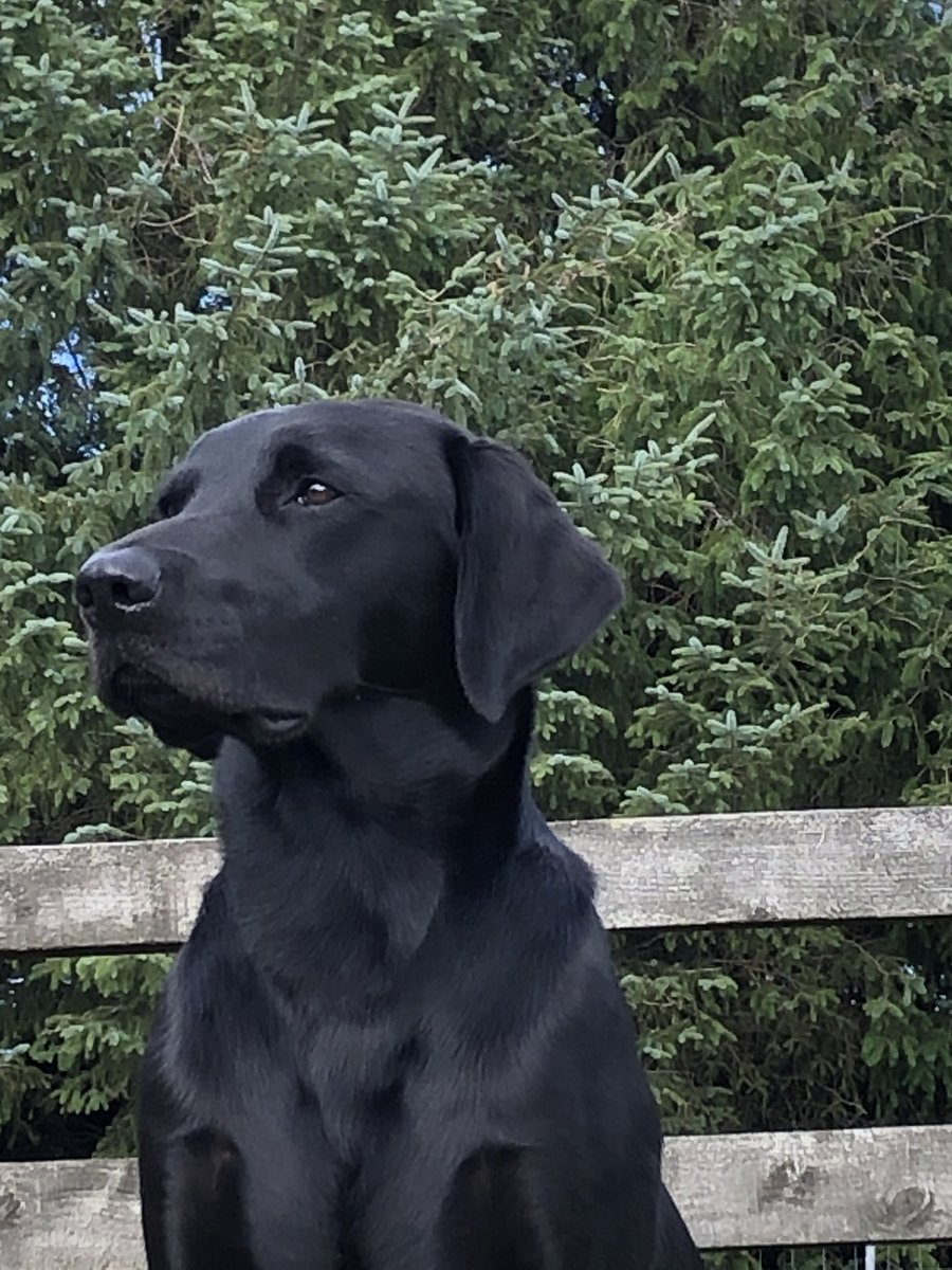 MissingPetsGB's tweet image. 🐕 CHYULU was lost in Stone Lodge #Minehead #Somerset #TA24 near Wheddon Cross 

Very friendly, biddable black Labrador missing since 10am Friday 3rd October. Ran out of garden onto adjoining farmland, normally returns to call but hasn't returned.