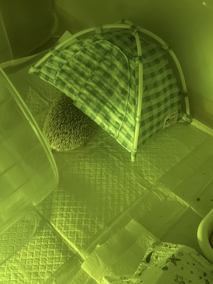 놀라서 도망감 바보