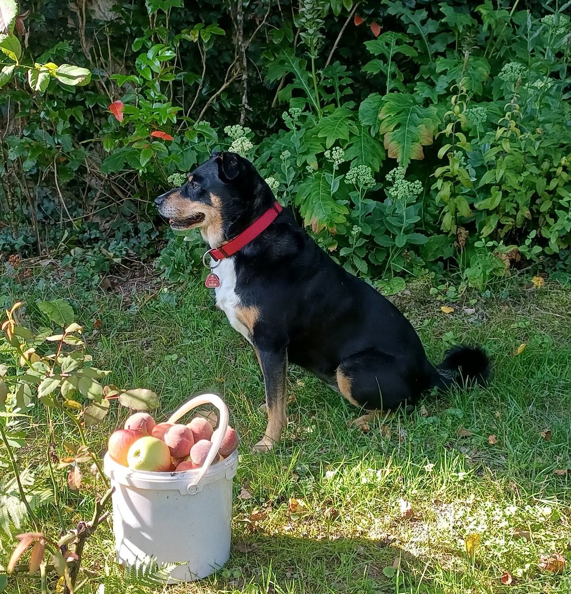 Ich möchte nicht dass eine 73-jährige Frau Angst haben muss, mit Ihrer 11-jährigen Hündin Jezzi durch einen Park in Deutschland zu spazieren. Ich will das alles nicht mehr und finde es unerträglich!