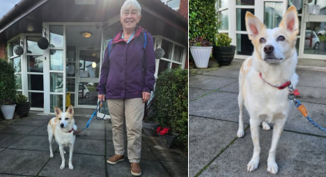 In Glasgow: 𝐓𝐡𝐞𝐫𝐚𝐩𝐞𝐭®𝐄𝐥𝐥𝐢𝐞 visited for the 1st time at 𝐀𝐥𝐦𝐨𝐧𝐝 𝐂𝐨𝐮𝐫𝐭 𝐂𝐚𝐫𝐞 𝐇𝐨𝐦𝐞 - Drumchapel with volunteer 𝐌𝐚𝐮𝐫𝐞𝐞𝐧... 🐾🐾
<a href="/AlmondCourt/">AlmondCourt</a>  <a href="/HolmesCareGroup/">Holmes Care Group 💚</a> <a href="/TherapetC/">@Therapet-CCST</a> <a href="/CanineConcern/">CanineConcernTrust</a>  <a href="/burnspetfood/">Burns Pet Nutrition</a>  <a href="/volunteerglasgo/">Volunteer Glasgow</a> 
therapet.org.uk