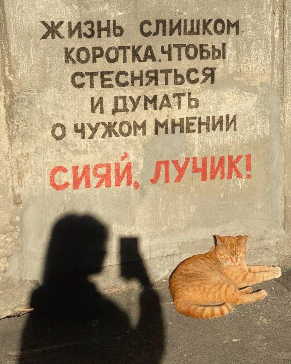 catsilcats's tweet image. 