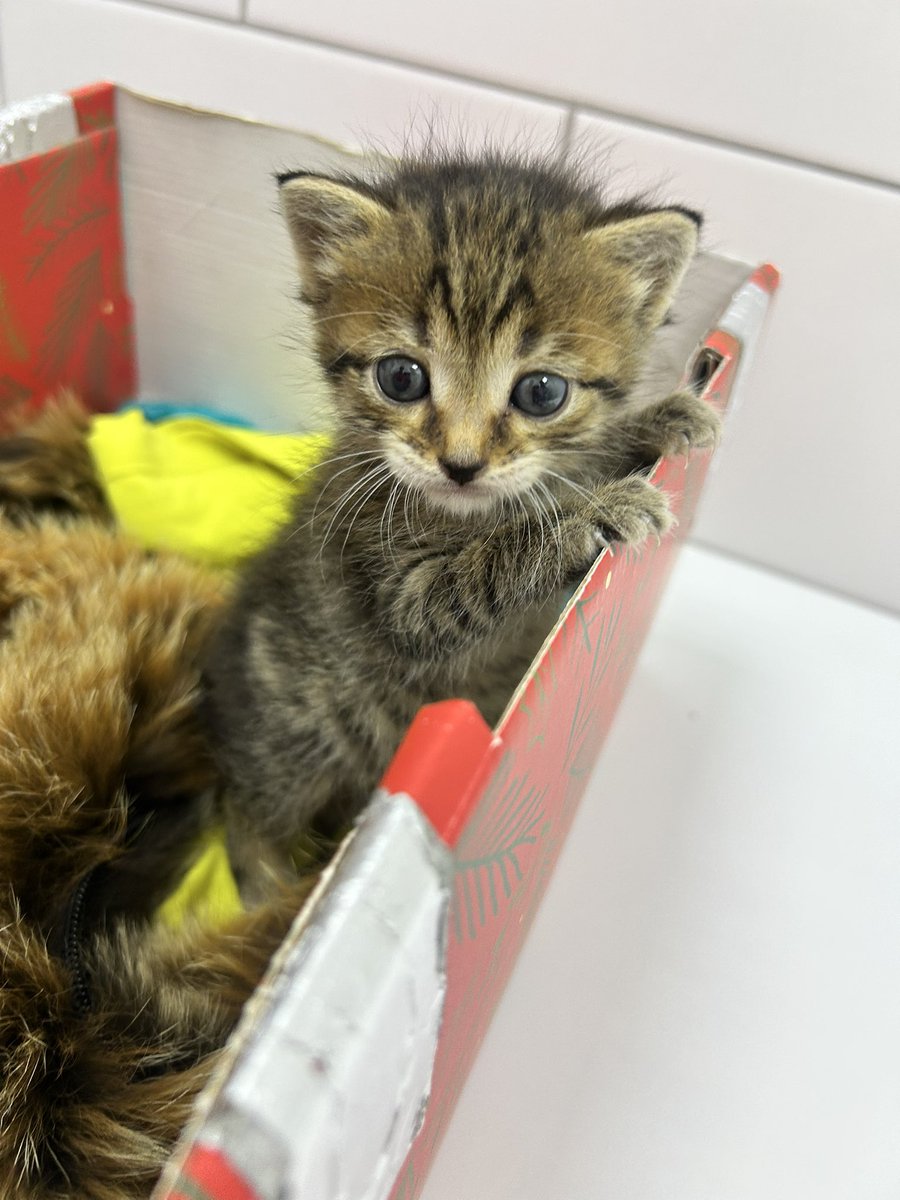 _young__moon_'s tweet image. Дамы и господа - мисс Невдупленыш
Собственно, ищем семью…