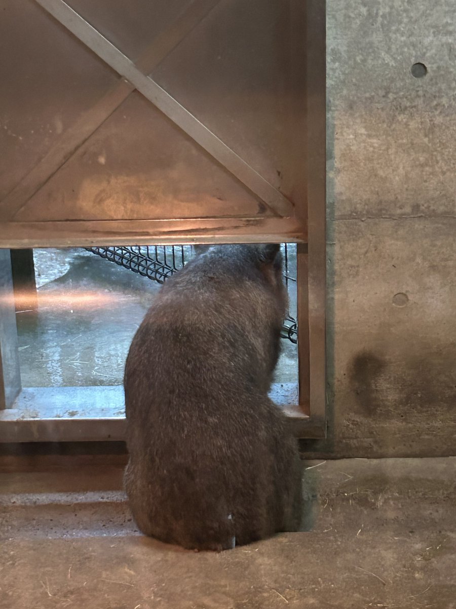 na710___'s tweet image. 2年前に茶臼山へ行った時の📷
当然のゲリラ豪雨の中、外を見ているモモコの後ろ姿の写真が出てきました😌

2023.09.10
#モモコ #ウォンバット #長野市茶臼山動物園