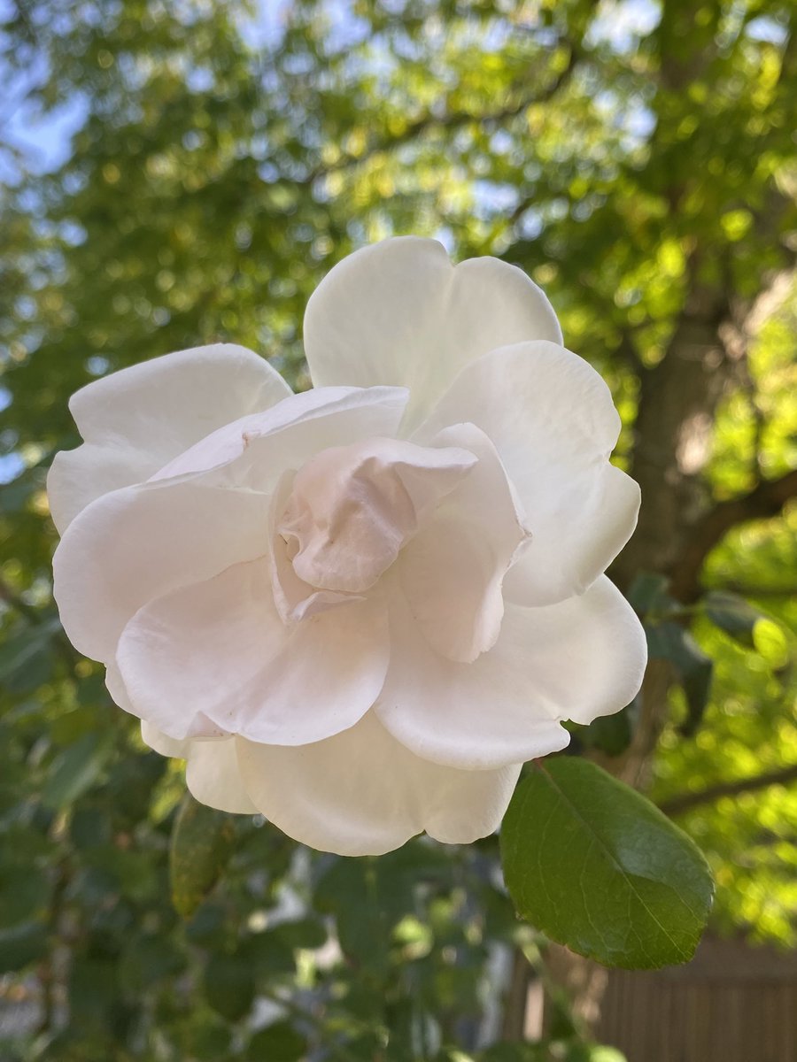 Justin87925317's tweet image. Good morning world Oct 4 and Sunny +32 coming in wow. The leaves are changing the coffee is great. The Rose still hanging on to wish me a great day. Like the Rose I wish you all a great day of happiness and health world🥰. #greatday
