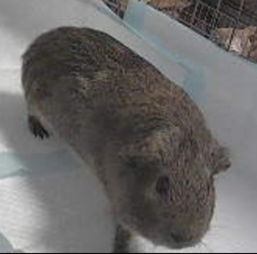 実家に帰ってきててペットカメラの履歴見てたらさ
完全にコアたんなジロたん(孫)🥹
あるあるなんだけどさ
鳴き声が聞こえてくるのwww
実家は今モル飼育してないのに
完全にロスで幻聴聞こえてるて😂

 #ジロたん