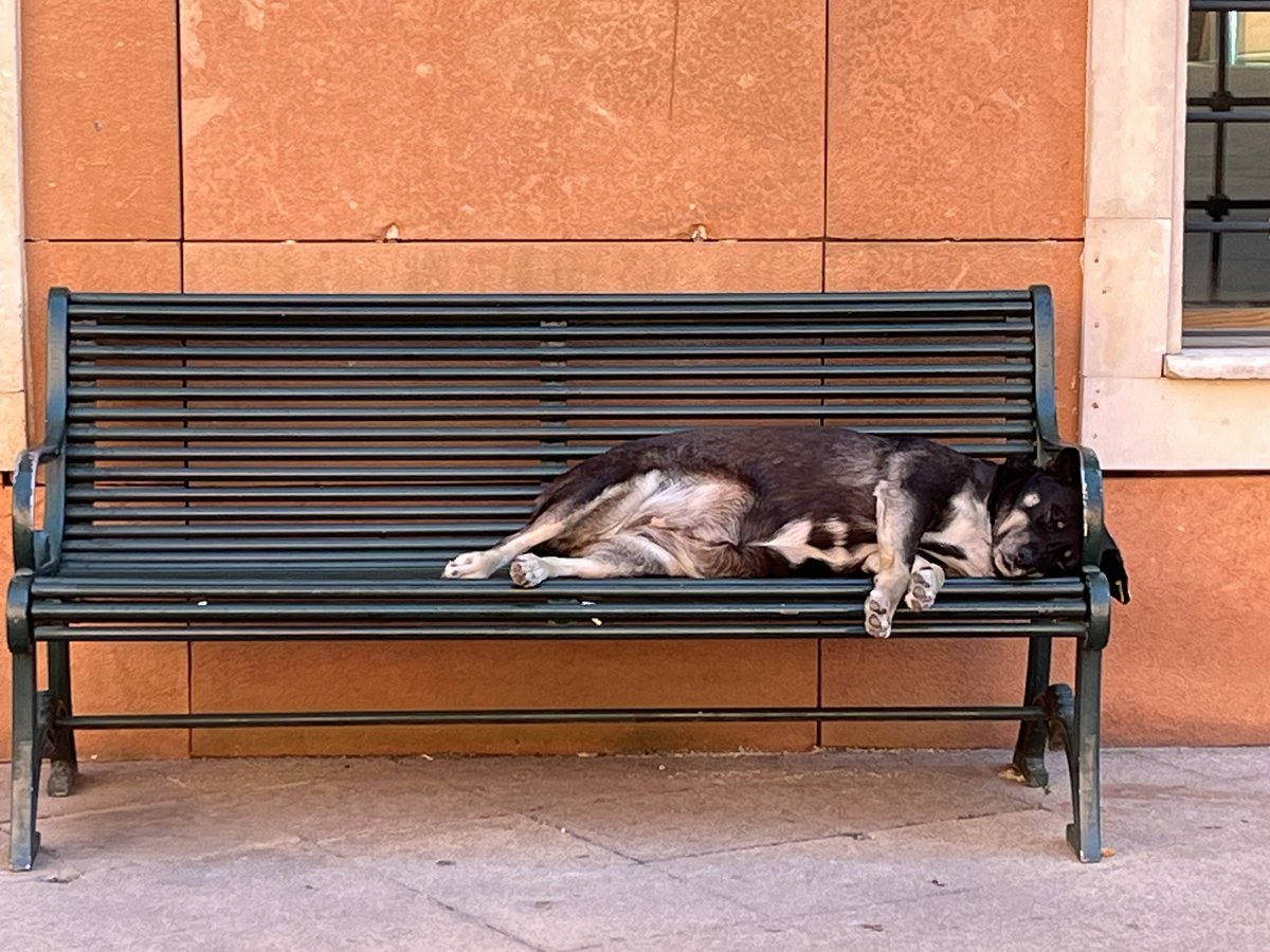 Belki bilirsiniz, #Yeditepe kampüsümüzde bir sürü sıpamız var. Şimdi bir de yeni beboliler de var. Bir avuç gönüllü öğrenci ve hocamız onlarla ilgileniyorlar. Mama alarak destek olursanız çok memnun oluruz: mamakumbarasi.com/yuhak