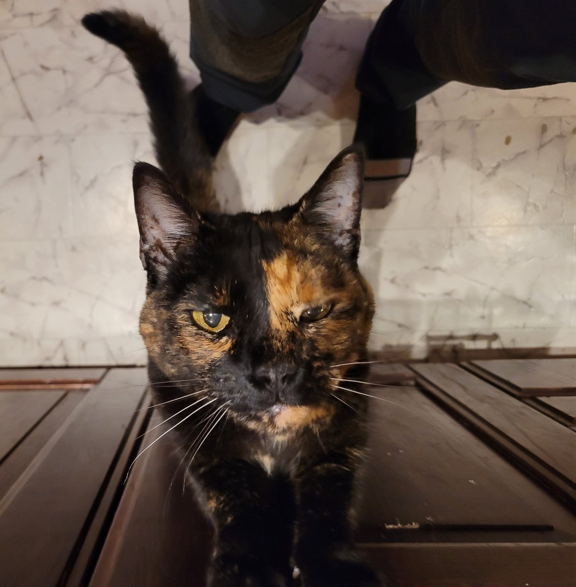 Kärlek till husse eller kött på köksbänken?