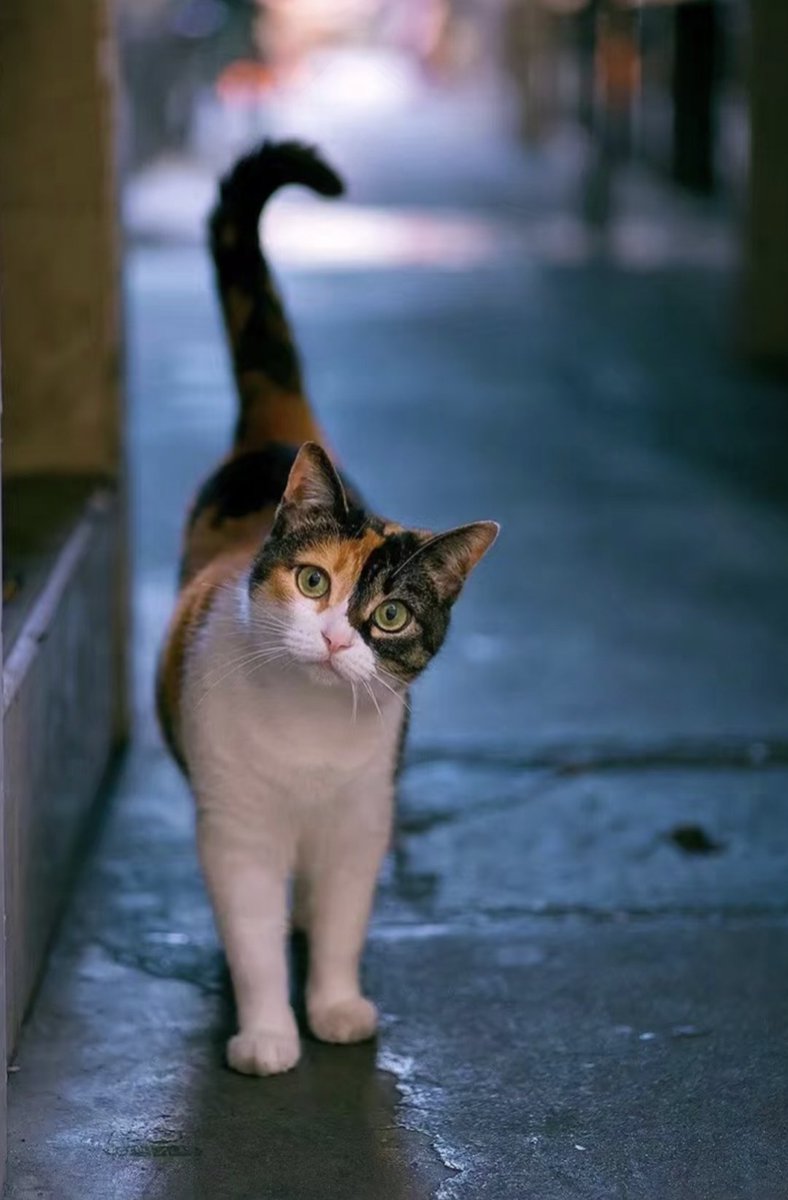 DailyCatsX's tweet photo. https://t.co/kgQkw5j3oQ