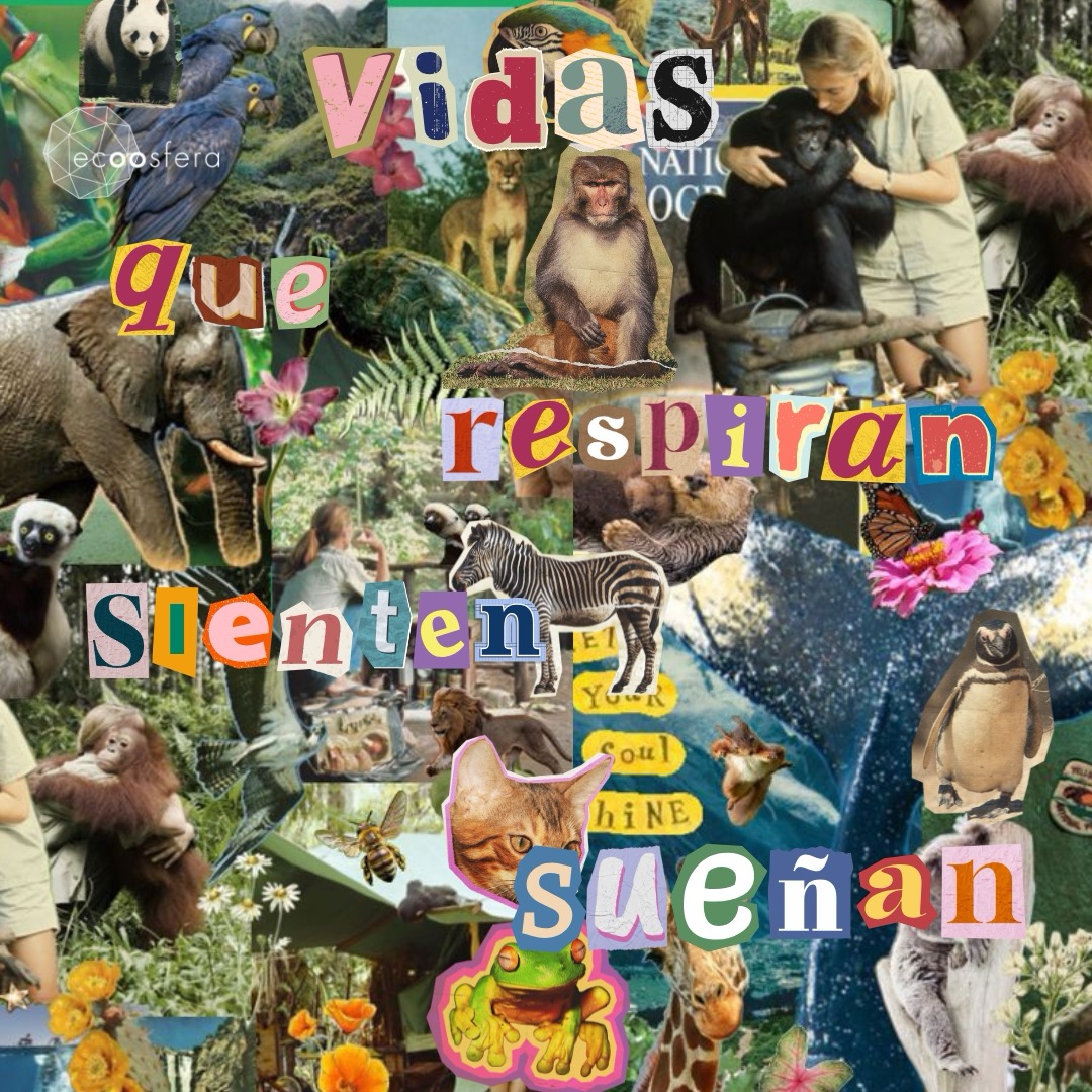 ecoosfera's tweet photo. ¡Hoy es el día mundial de los animales! Celebramos a quienes caminan con patas, vuelan con alas, nadan en mares, nos miran desde un jardín, etc… ¡a todos! 🐶 🐯🦁🐮🐒🐧🐸🐦🦝  

Ellos no necesitan palabras para enseñarnos lo esencial: el amor, la compañía y la magia de estar vivos 😍
#DiaMundialDeLosAnimales