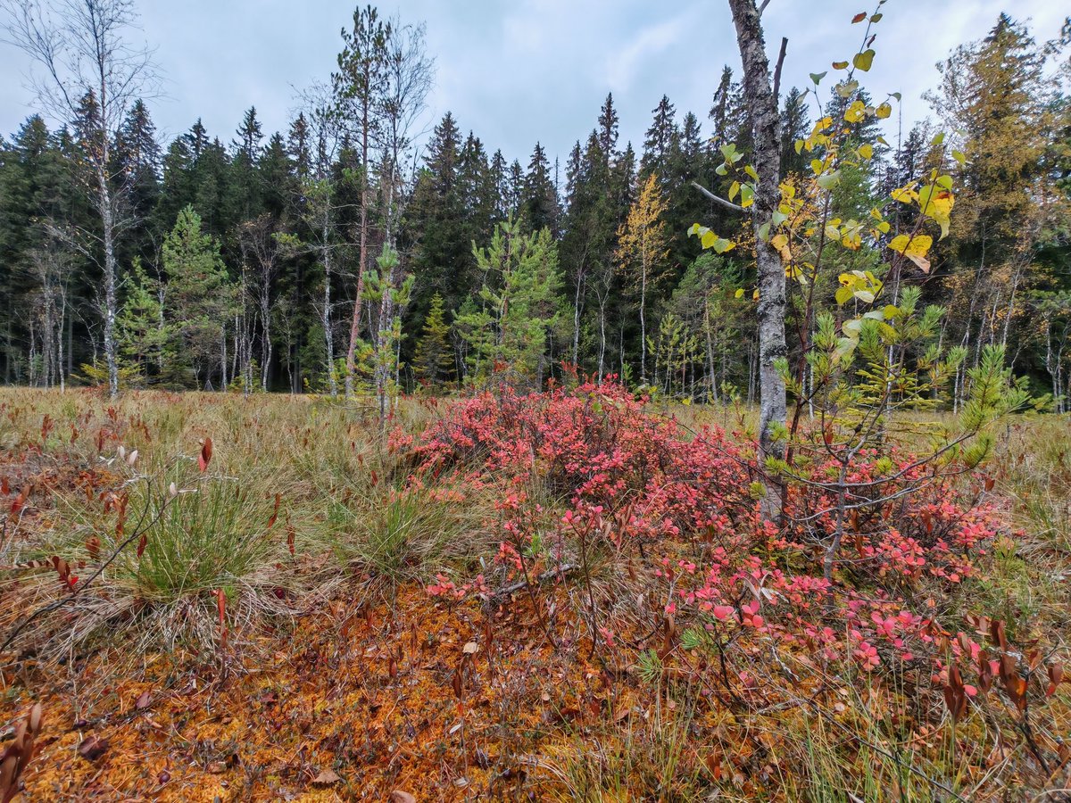 Tänään oli karpaloiden keruupäivä. #Luumäki