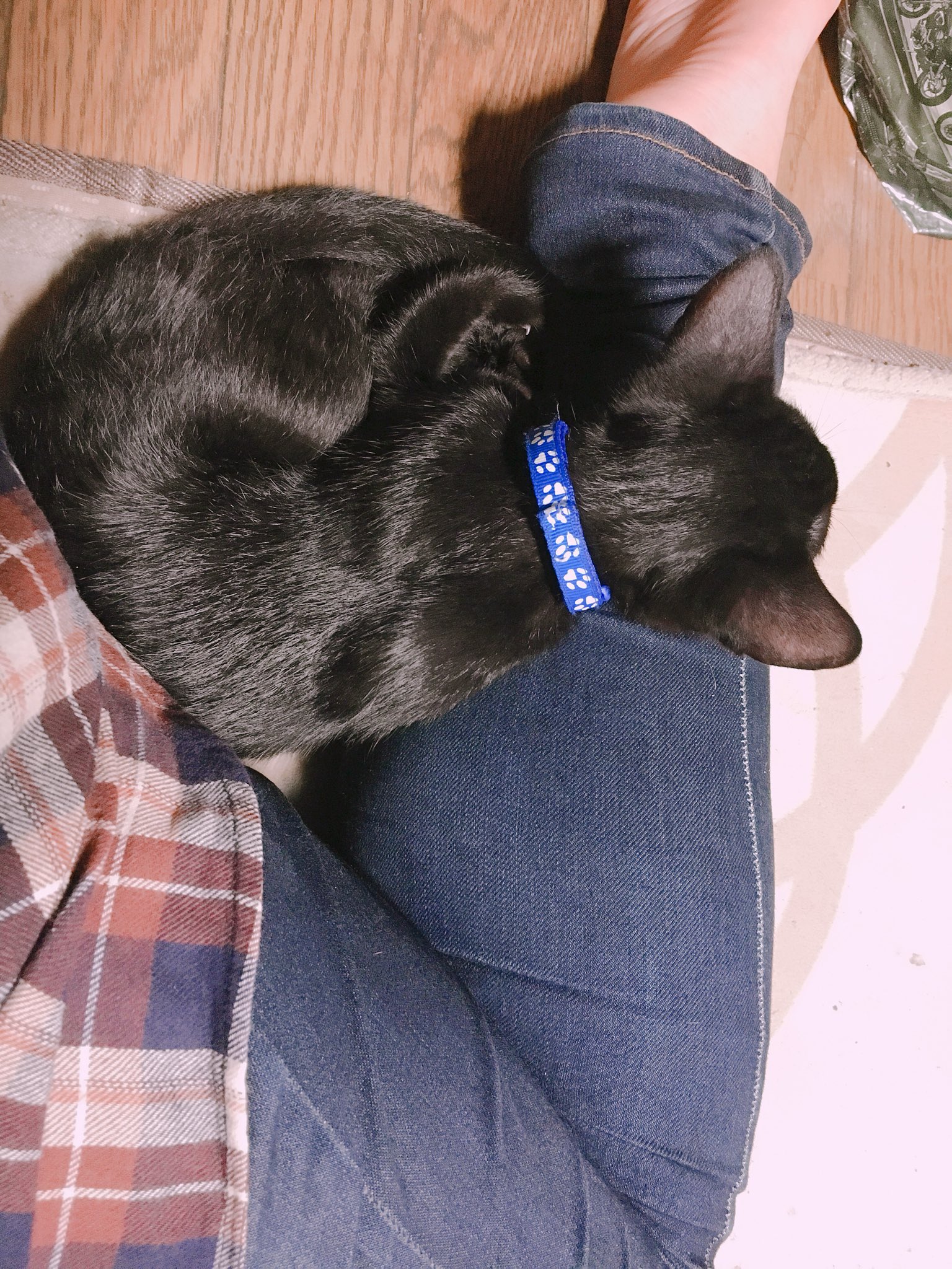 くろねこ＊ページ 大きな黒猫を抱っこするエンジョちゃん」キャンバス地レプリカ