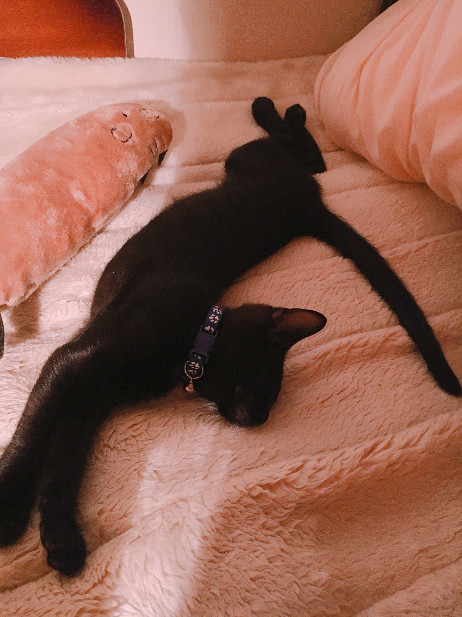 くろねこ＊ページ 鍵しっぽだよ🐈‍⬛ブラッシング終了🪮 #ジュウハン #黒猫 #鍵